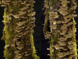 Bracket Fungi Growing on Dead Tree Trunks  Oregon  USA