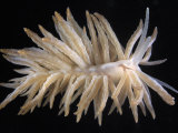 Nudibranch