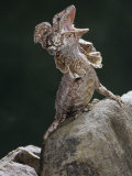 Frilled Lizard  Chlamydosaurus Kingi  Displaying  Australia