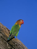 Fischer's Lovebird  Agapornis Fischeri  Serengeti National Park  Tanzania  Africa