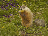 Woodchuck  Marmota Monax  or Groundhog Eating a Dandelion  Eastern North America