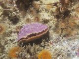 Lamp Shell or Brachiopod  Terebratalia Transversa  California  Usa  Pacific Ocean