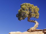 Utah Juniper (Juniperus Osteosperma)  Southwestern North America