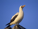 Masked Booby  Sula Dactylatra  Galapagos Islands  Ecuador