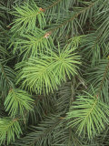 New Spring Growth on Needles of the Douglas Fir  Pseudotsuga Menziesii  Western USA