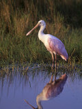 Roseate Spoonbill with its Reflection in the Marsh Pond  Ajaia Ajaja  Florida  USA