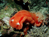 Spanish Dancer Nudibranch (Hexabranchus Sanguineus)  Komodo National Park  Indian Ocean