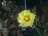 Galapagos or Darwin's Cotton Flower (Gossypium Darwinii)  Galapagos Islands  South America