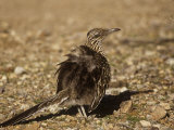 Roadrunner Sunbathing  Geococcyx Californianus  Western North America
