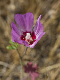 Fringed Checkerbloom (Sidalcea Diploscypha) Santa Rosa Plain  California