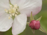 Apple Blossom and Bud