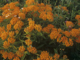 Butterfly Weed (Asclepias Tuberosa)  North America