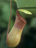 Pitcher Plant  Nepenthes Ventricosa