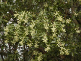 Pacific Madrone (Arbutus Menziesii) in Flower  a Broad-Leaved Evergreen Tree  Oregon  USA