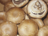 Commercial Mushroom Variety Portobello (Agaricus Bisporus)  Edible Large Cremini Mushrooms