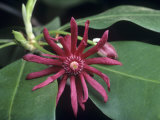 Star Anise (Illicium Floridanum) Torreya State Park