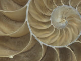 Details of a Sectioned Chambered Nautilus Shell (Nautilus)  South Pacific Ocean
