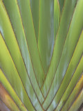 Leaves of the Traveler's Tree  Ravenala Madagascariensis  Strelitziaceae  Madagascar  Africa