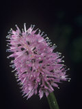 Swamp Pink Flowers (Helonias Bullata)  a Threatened Species  Liliaceae  Eastern North America