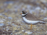 Semipalmated Plover (Charadrius Semipalmatus)  USA