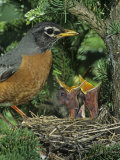 American Robin at its Nest with Two Baby Birds  Turdus Migratorius   North America