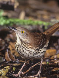 Brown Thrasher  Toxostoma Rufum   Texas  USA