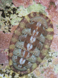 Red Chiton  Ischnochiton Ruber  also known as Tonicella Rubra  Maine  Usa  Atlantic Ocean