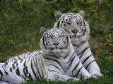 White Bengal Tigers  Panthera Tigris  Asia