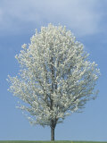 Bradford Pear in Full Bloom Against a Blue Sky
