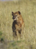 Spotted Hyena on the Savanna  Crocuta Crocuta  Masai Mara  Kenya  Africa