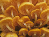 Orange Mycena Mushrooms Showing their Gills  Mycena Leiana  Central USA