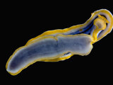 Nudibranchs
