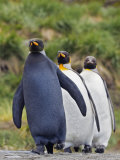 Melanistic and Normal King Penguins  Aptenodytes Patagonicus   South Georgia Islands