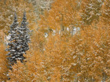 Little Cottonwood Canyon and Alta Basin in the Wasatch Mountains of Utah after Snowfall