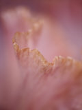 Close-Up of the Edge of a Bearded Iris Flower Petal