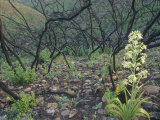 Chaparral after a Burn  with a Death Camus (Zigadenus Venosus) Growing Among Burnt Plants