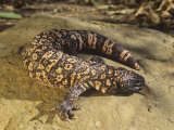 Gila Monster (Heloderma Suspectum)  USA