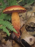 Frost's Bolete on the Forest Floor with Ferns and Leaf Litter (Boletus Frostii)  North America