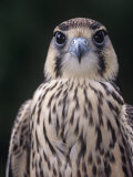 Lanner Falcon Head  Falco Biarmicus  Africa