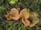 Apricot Jelly Mushroom  Tremiscus Helvelloides  North America