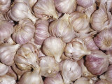 Purple Garlic Bulbs or Cloves (Allium Sativum) Used as Food and Spices Native to Central Asia