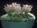 Sundew  Drosera Rotundifolia  USA