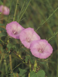 Morning Glory (Ipomoea Trichocarpa)  Florida  USA