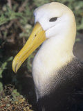 Waved Albatross Head  Diomedea Irrorata  an Endemic Species to the Galapagos Islands  Ecuador