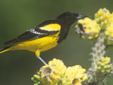 Male Scott's Oriole (Icterus Parisorum) on Cholla Cactus  Southwestern USA
