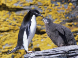 Adelie Penguin Adult with its Chick  Pygoscelis Adeliae  South Orkney Islands