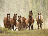 Horses on Ranch in Montana During Roundup