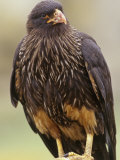 Striated Caracara  Phalcoboenus Australis  Falkland Islands