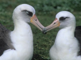 A Pair of Laysan Albatrosses  Diomedea Immutabilis  Midway Atoll National Wildlife Refuge  USA