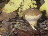 Gemmed or Gem-Studded Puffball  Lycoperdon Perlatum  Basidiomycetes